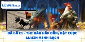 Đá Gà C1 - Thi Đấu Hấp Dẫn, Đặt Cược LLWIN Minh Bạch