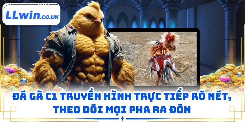Đá gà C1 truyền hình trực tiếp rõ nét, theo dõi mọi pha ra đòn