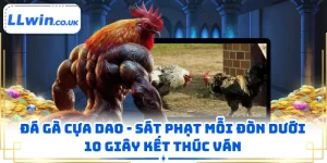 Đá Gà Cựa Dao - Sát Phạt Mỗi Đòn Dưới 10 Giây Kết Thúc Ván