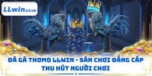 Đá Gà Thomo LLWIN - Sân Chơi Đẳng Cấp Thu Hút Người Chơi