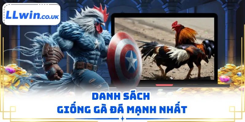 Danh sách giống gà đá mạnh nhất